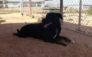 Ninja
