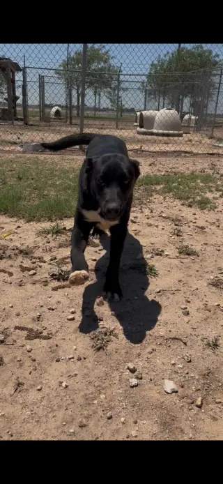 Maverick
