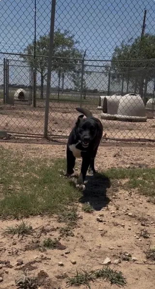 Maverick