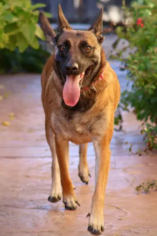 Cheyenne