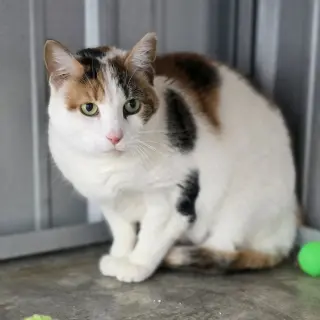 Kim