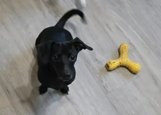 Bella
