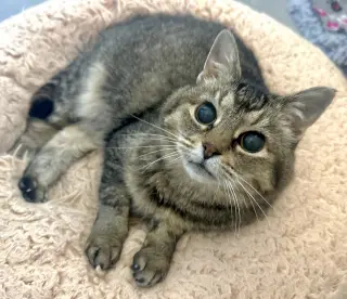 Hootie - sightless sweetie