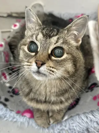 Hootie - sightless sweetie