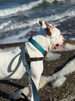 Miklo