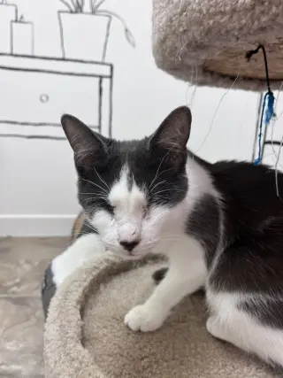Violet's Dain KITTEN RM