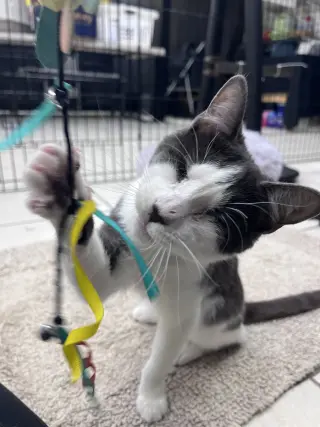 Violet's Dain KITTEN RM