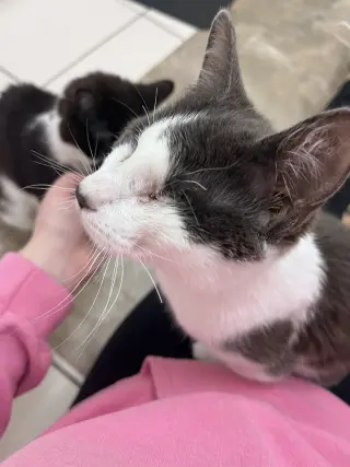 Violet's Dain KITTEN RM