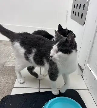 Violet's Dain KITTEN RM