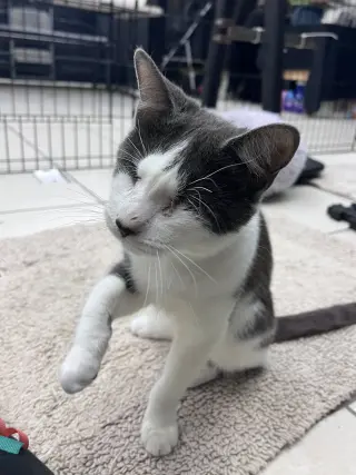 Violet's Dain KITTEN RM