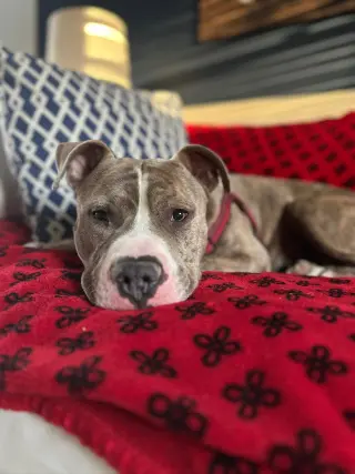 Ronnie