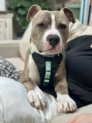 Ronnie