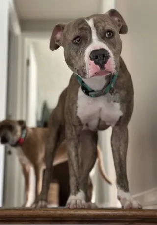 Ronnie