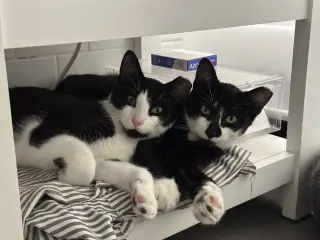 Comet and Starr