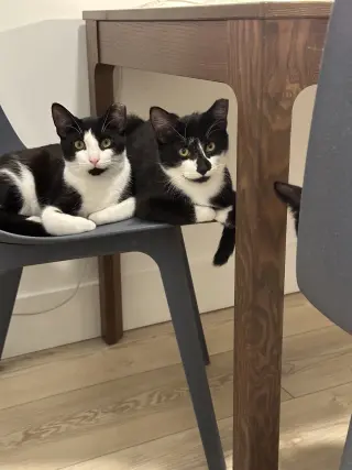 Comet and Starr