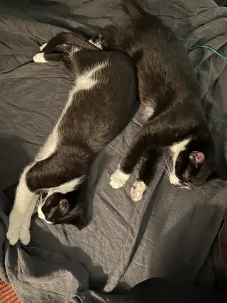 Comet and Starr