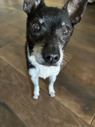 Douglas
