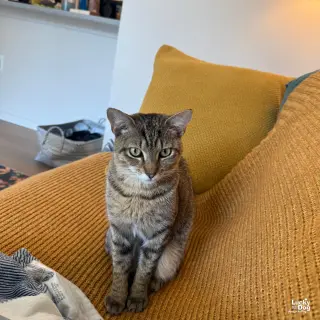Lacey