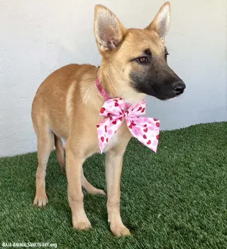 Macy