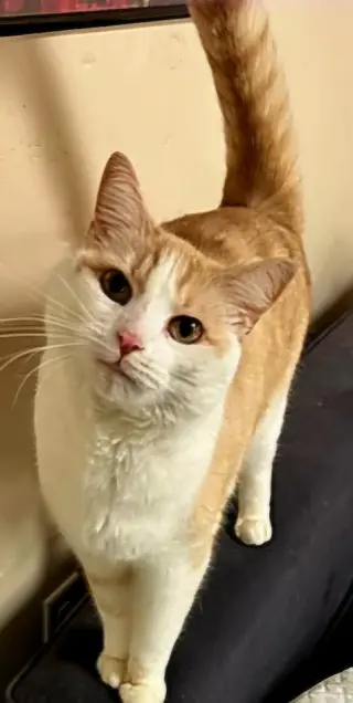 OLIVER