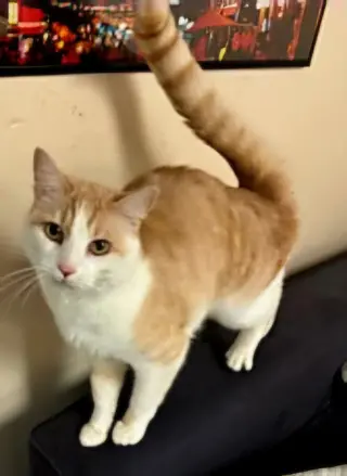 OLIVER