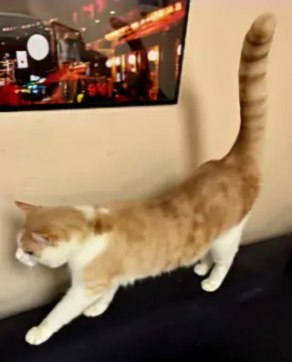OLIVER