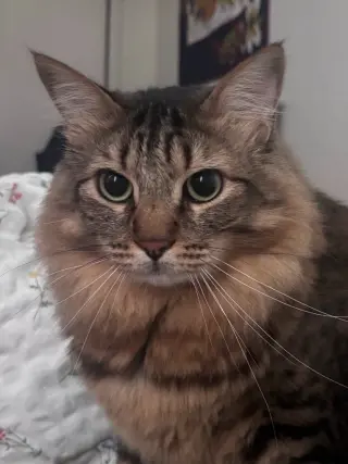 Stewart - Adopt Me