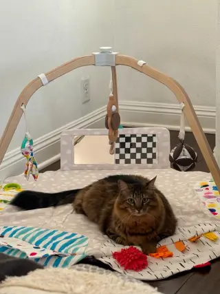 Stewart - Adopt Me