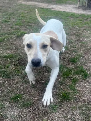 Penny