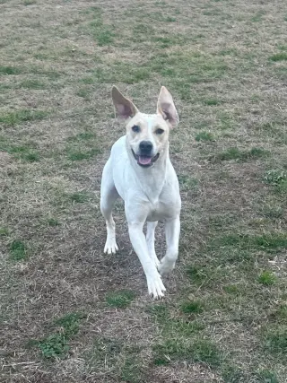 Penny