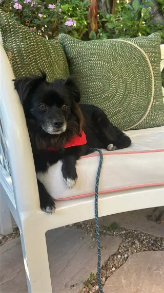 Domino