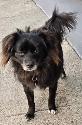 Domino
