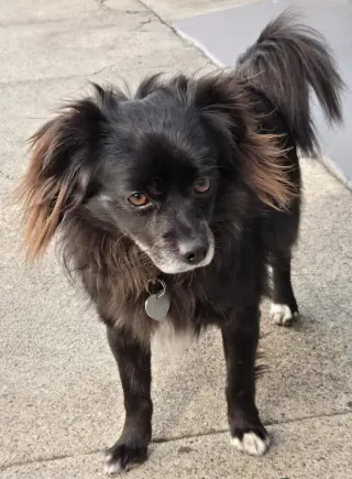 Domino
