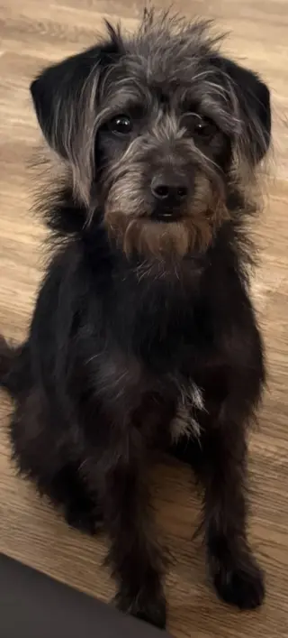 Duke