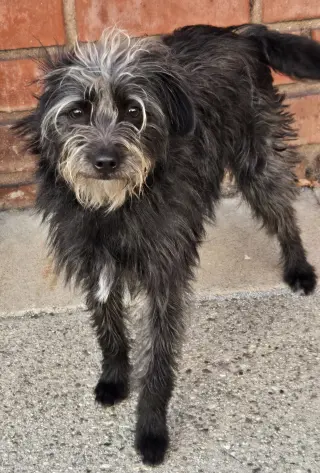 Duke