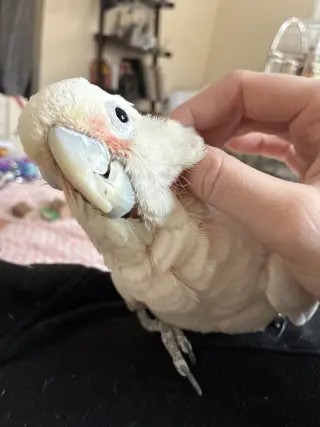 Peanut