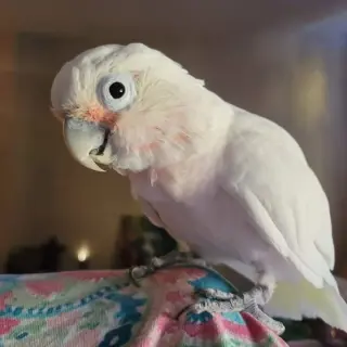 Peanut