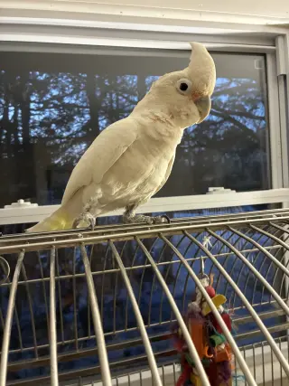Peanut