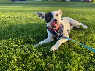 Stella