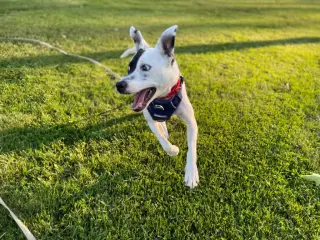 Stella