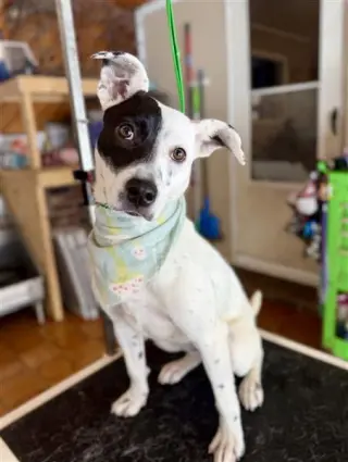 Stella