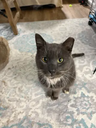 PawPaw