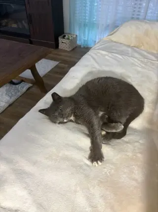 PawPaw
