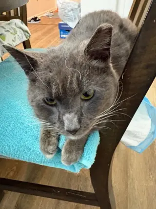 PawPaw