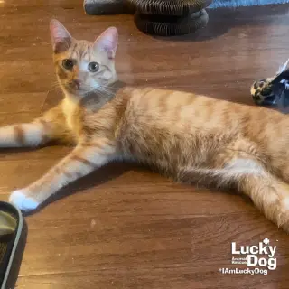 Chester