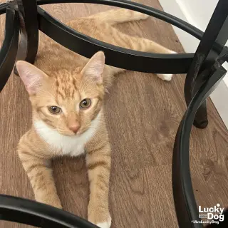 Chester