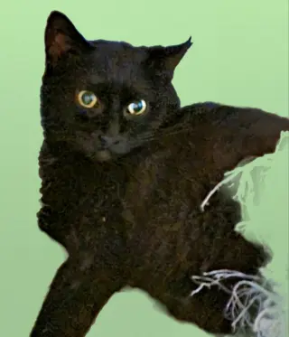 Blissy