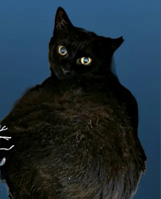 Blissy