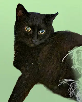 Blissy