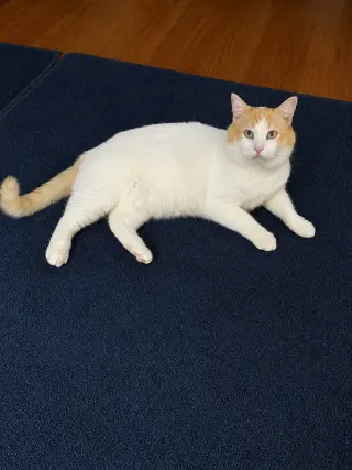 Marshmallow